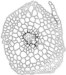 Streblotrichum convolutum. O, stem cross-section. Drawn from J.E. Beever 100-70, AK 289733.
 Image: R.D. Seppelt © R.D.Seppelt All rights reserved